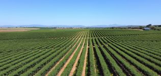 Azora entra en ‘agrobusiness’ con la explotación de fincas de almendros